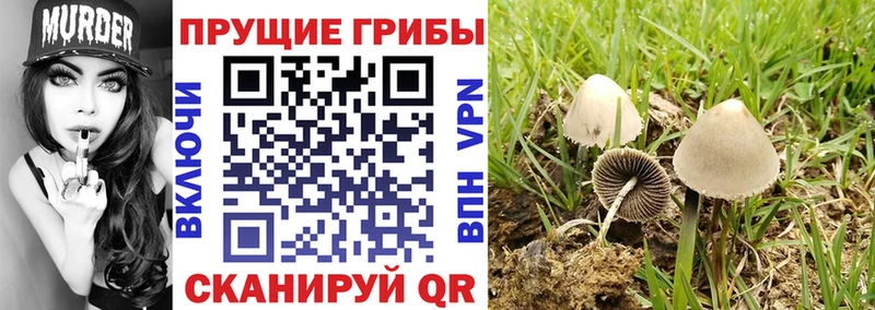 Галлюциногенные грибы Cubensis где продают Орлов